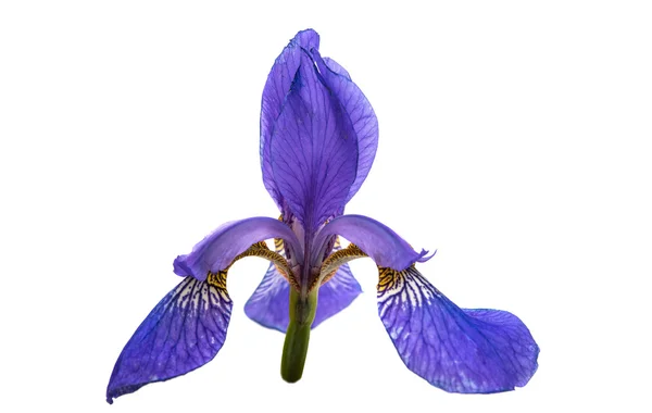 Iris bloem geïsoleerd — Stockfoto