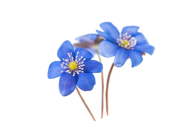 Voorjaar Blauwe bloem geïsoleerd — Stockfoto