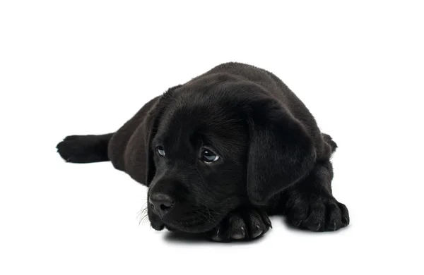 Puppy Zwarte Labrador — Stockfoto