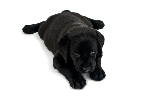 Cachorro Negro Labrador —  Fotos de Stock