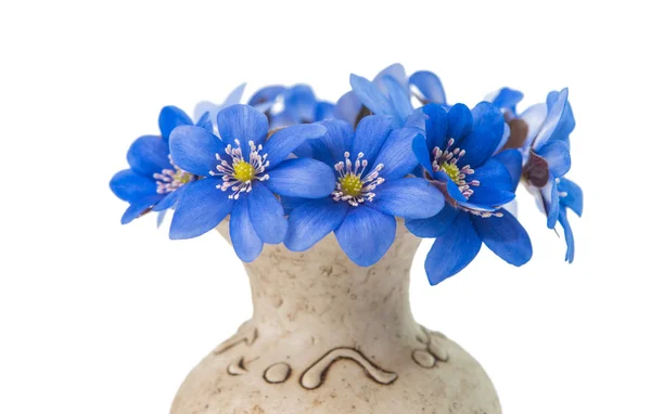 Izole bahar mavi çiçek — Stok fotoğraf