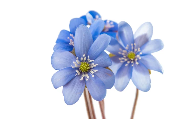 Voorjaar Blauwe bloem geïsoleerd — Stockfoto