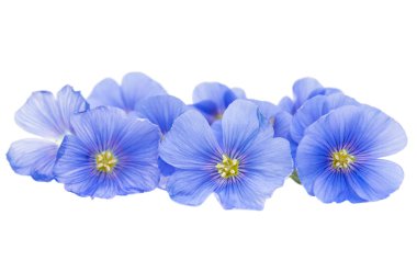 İzole keten çiçek 