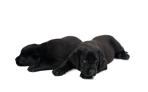 Valp svart Labrador — Stockfoto