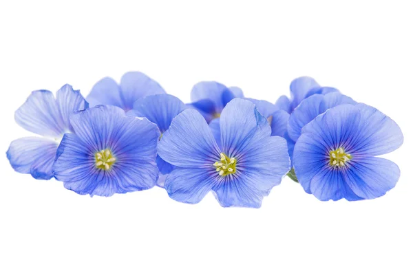 Fiore di lino isolato — Foto Stock