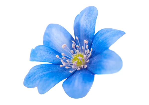 Frühling blaue Blume isoliert — Stockfoto