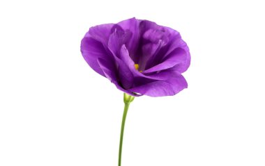 izole eustoma çiçek