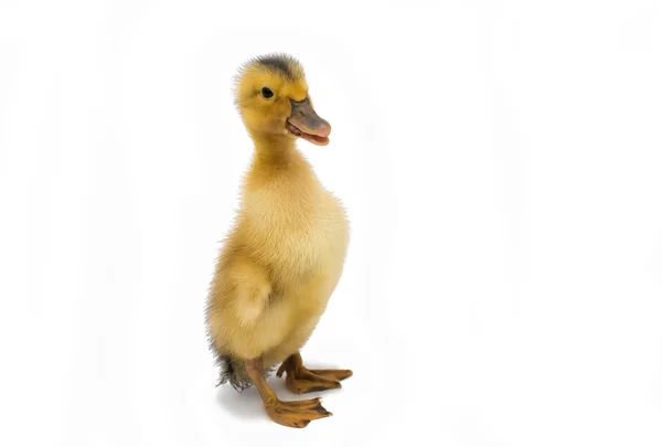 Gansos pequenos isolados — Fotografia de Stock