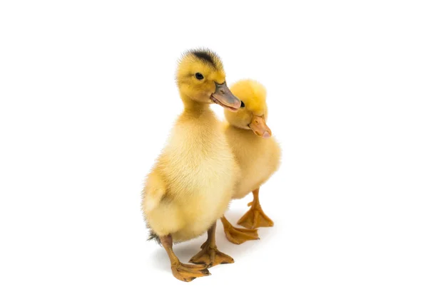 Small geese isolated — Stock Photo, Image