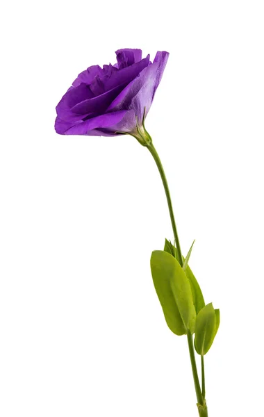 Eustoma elegancja kwiat — Zdjęcie stockowe
