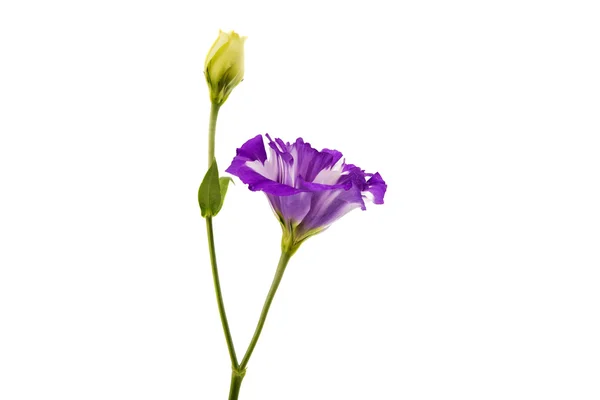 EUSTOMA λουλούδι κομψότητα — Φωτογραφία Αρχείου