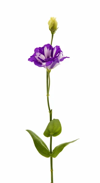 Eustoma elegancja kwiat — Zdjęcie stockowe