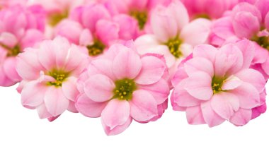 izole küçük pembe çiçekler 