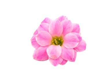 izole küçük pembe çiçekler 