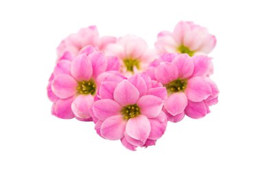 izole küçük pembe çiçekler 