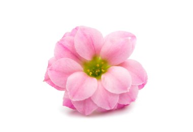 izole küçük pembe çiçekler 