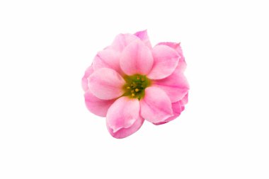 izole küçük pembe çiçekler 