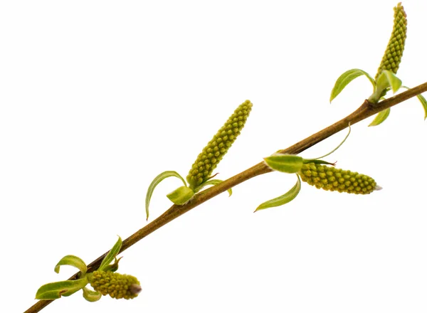 分離された春の柳の小枝 — ストック写真