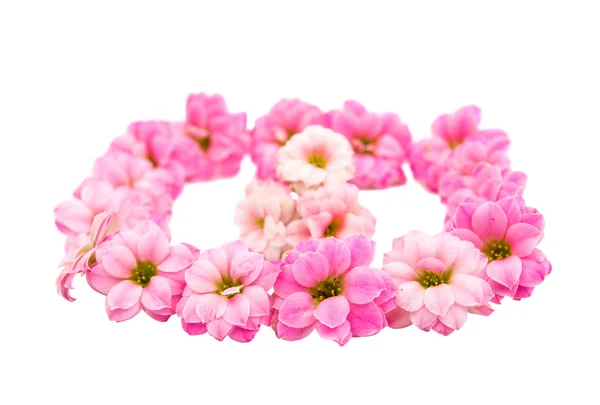고립 된 작은 핑크 꽃 — 스톡 사진