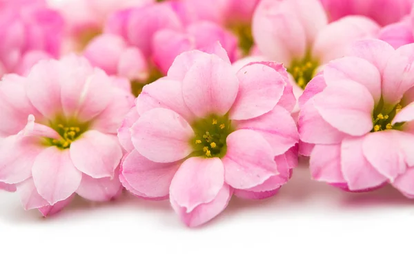 Pequeñas flores rosadas aisladas —  Fotos de Stock