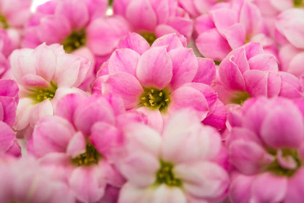 Izole küçük pembe çiçekler — Stok fotoğraf