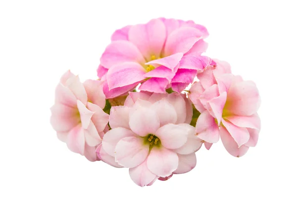 Małe różowe kwiaty na białym tle — Zdjęcie stockowe