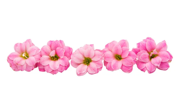 Piccoli fiori rosa isolati — Foto Stock