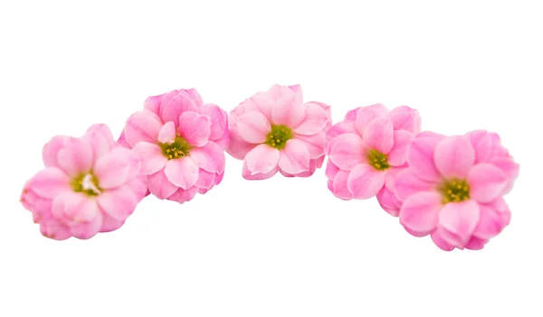 Pequenas flores rosa isolado — Fotografia de Stock