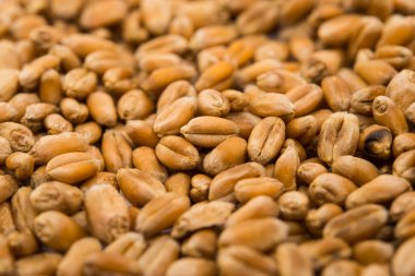 yakın çekim buğday tahıl