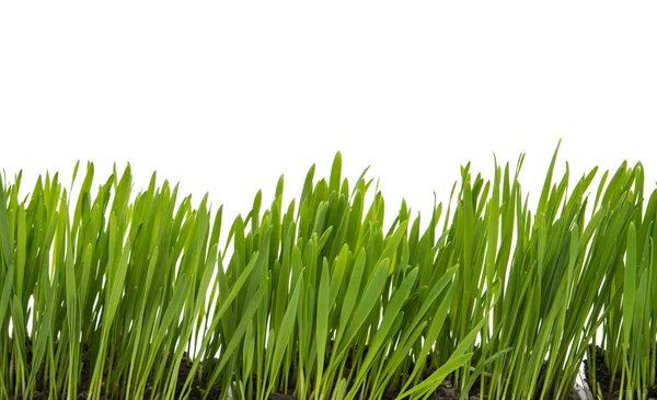 Green grass isolated — Stock Photo, Image