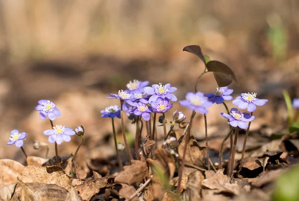 Hepatica blommor som blommar tidigt på våren — Stockfoto
