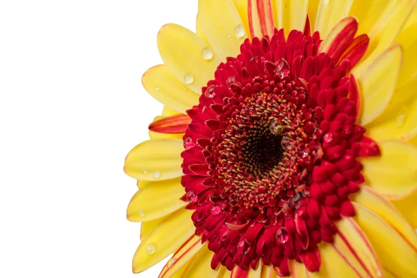 Gerber Daisy isolated — Stock Photo, Image