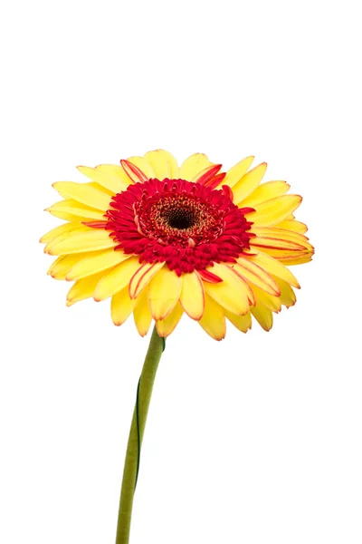 Gerber daisy geïsoleerd — Stockfoto