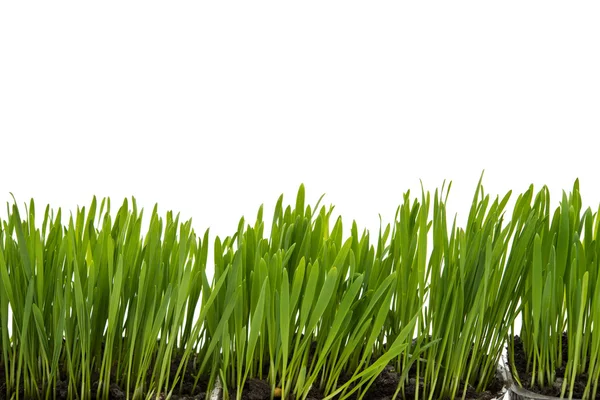 Green grass isolated — Stock Photo, Image