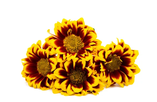 Yellow red chrysanthemum isolated — Stock Photo, Image