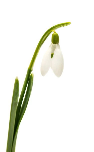 Beautiful snowdrop flower — Stock Photo, Image