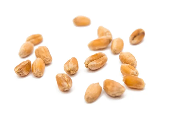 Wheat grain isolated — Stock Photo, Image