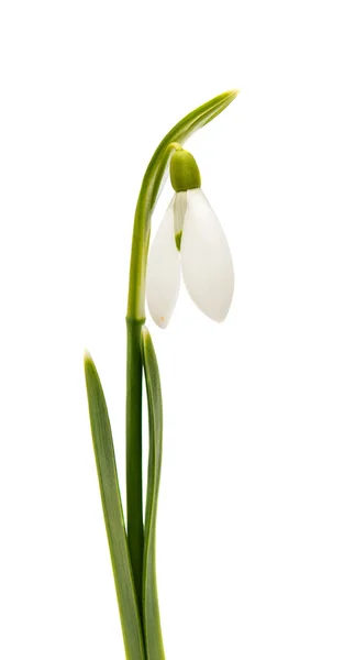 Beautiful snowdrop flower Stock Picture