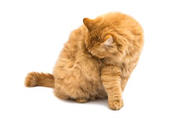 izole kırmızı kedi 