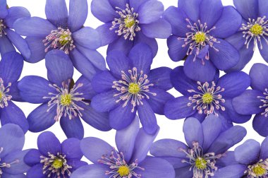 Mantarı nobilis mavi