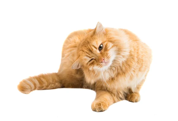 Rote Katze isoliert — Stockfoto