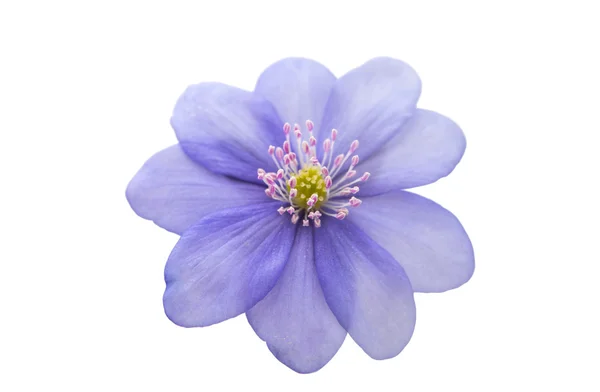 Hepatica nobilis μπλε — Φωτογραφία Αρχείου