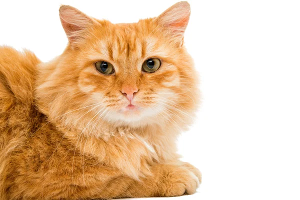 Izole kırmızı kedi — Stok fotoğraf