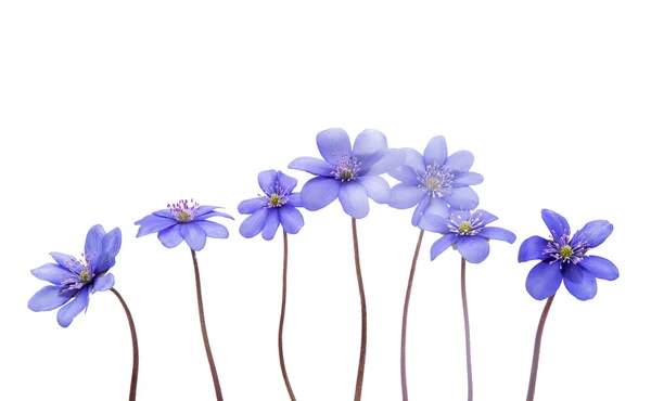 Hepatica nobilis blue — Stock Photo, Image