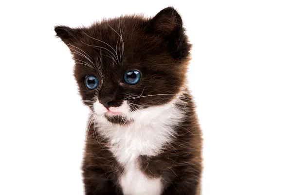 Black and white kitten isolated — Stock Photo, Image