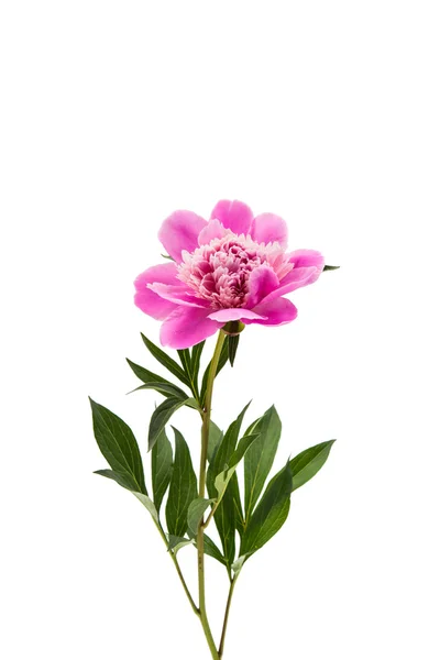 Peonía rosa aislada — Foto de Stock