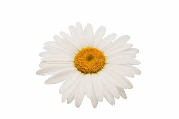 Osteospermum Daisy flor — Foto de Stock