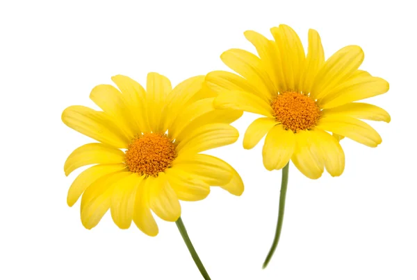 Yellow daisy isolated — Stock Photo, Image