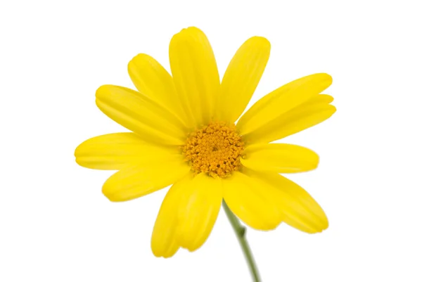 Yellow daisy isolated — Stock Photo, Image