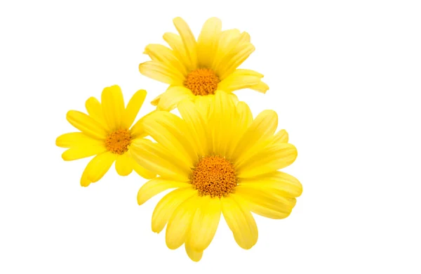 Yellow daisy isolated — Stock Photo, Image